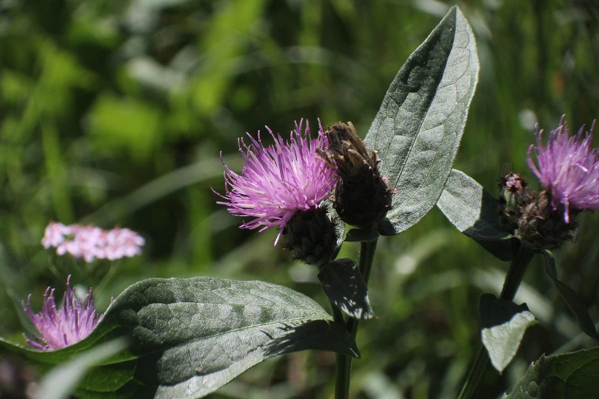 Centaurea nigrescens